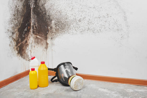 Best Emergency Mold Removal  in Solvang, CA