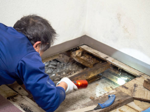 Best Mold Testing  in Solvang, CA