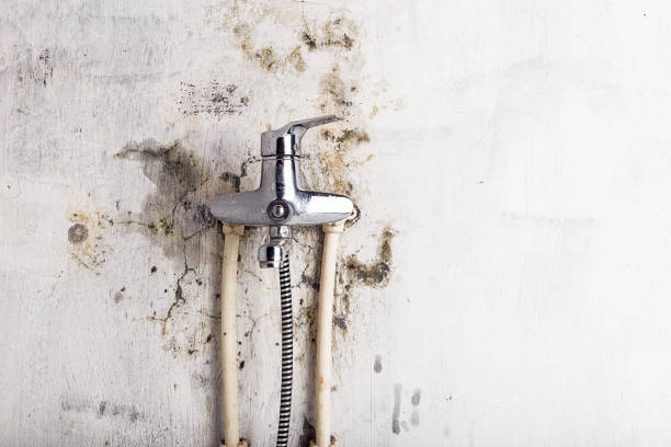 Best Mold Remediation  in Solvang, CA