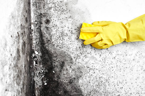 Best Office Mold Removal Services  in Solvang, CA