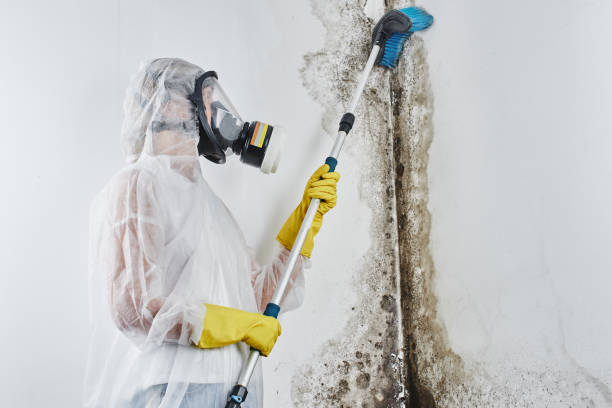 Best Certified Mold Removal  in Solvang, CA