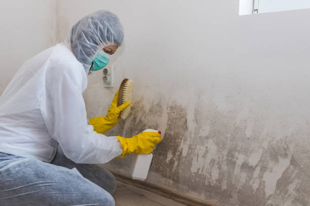 Best Black Mold Removal  in Solvang, CA