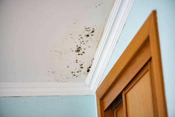Best Local Mold Removal Service  in Solvang, CA