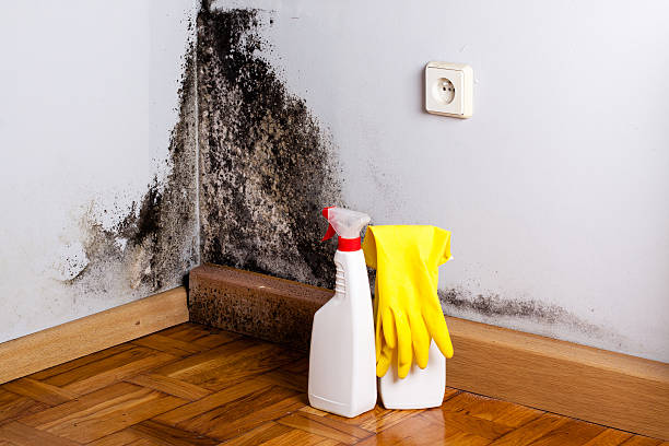 Mold Removal Process in Solvang, CA