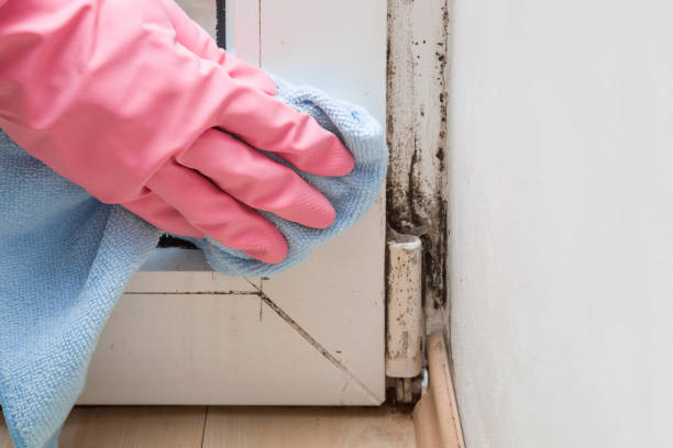 Certified Mold Removal in Solvang, CA