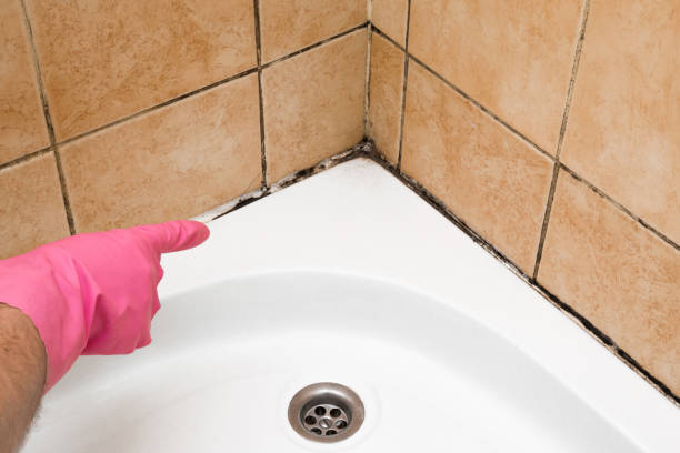 Professional Mold Removal in Solvang, CA